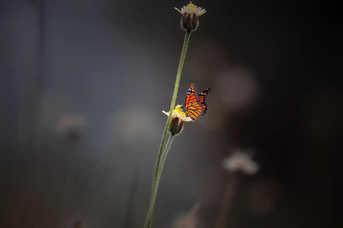 An orange butterfly on a flower
