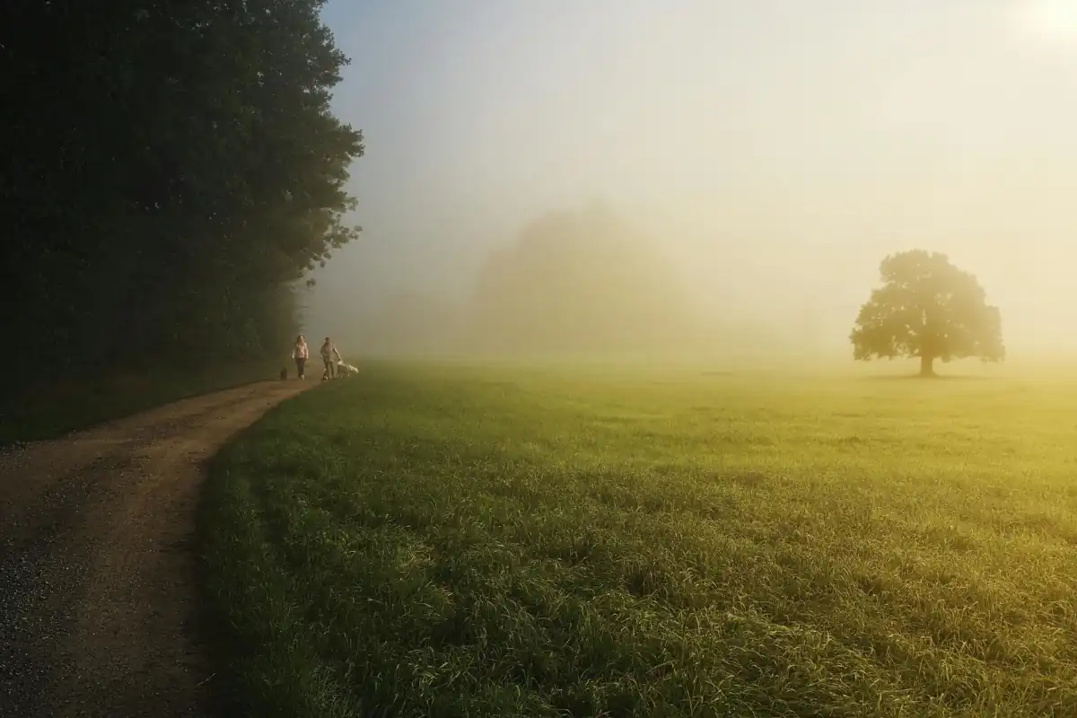 Two people walking along a field in fog.