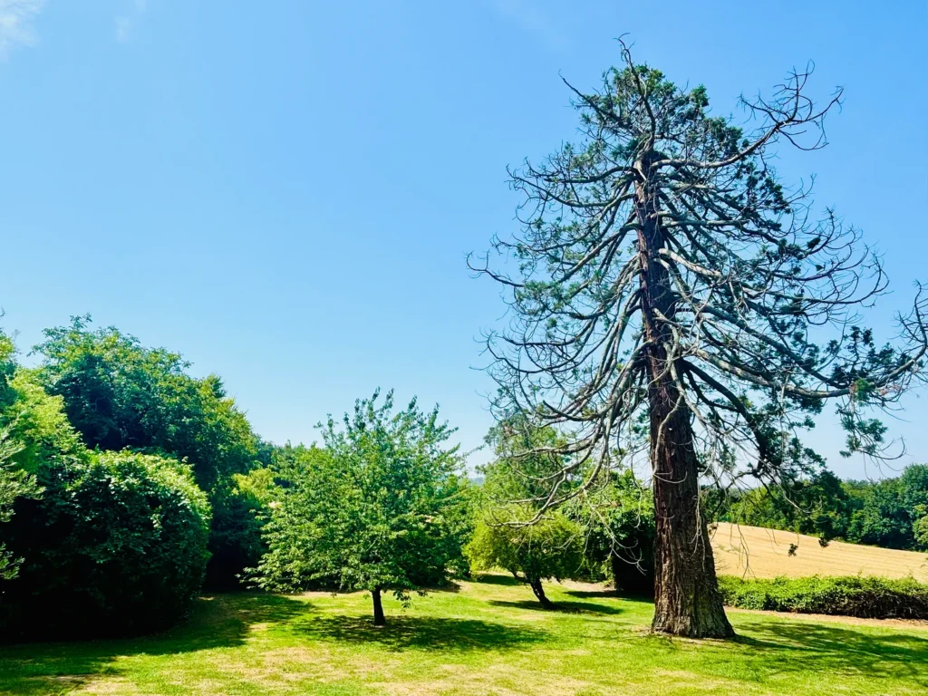 An image of trees in a garden.