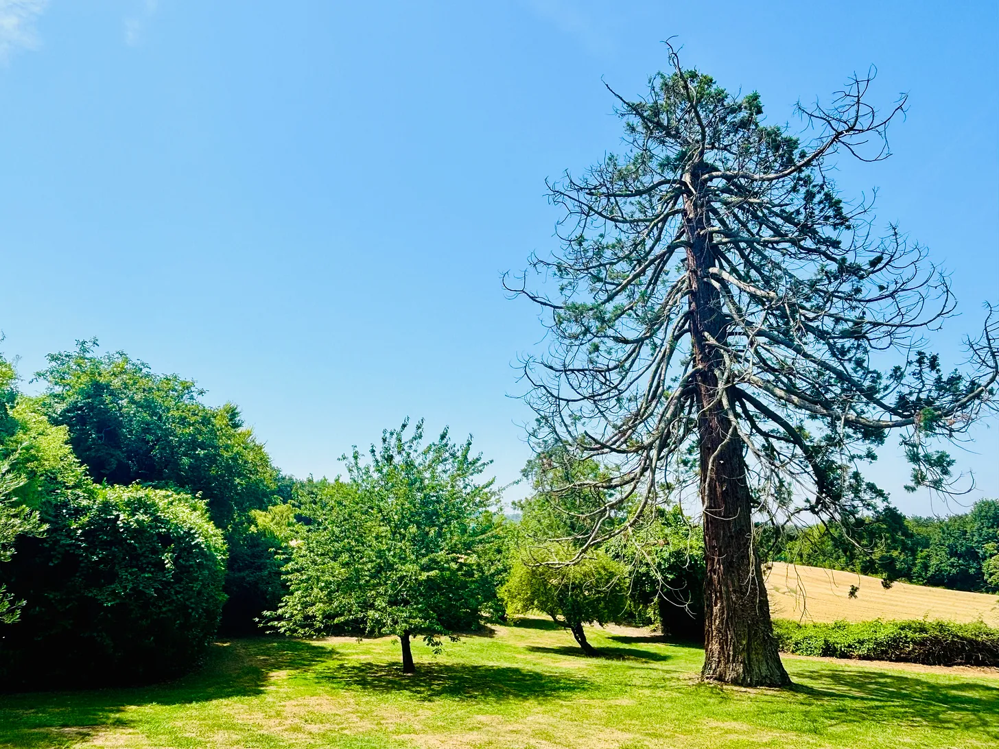 The Wisdom of Trees